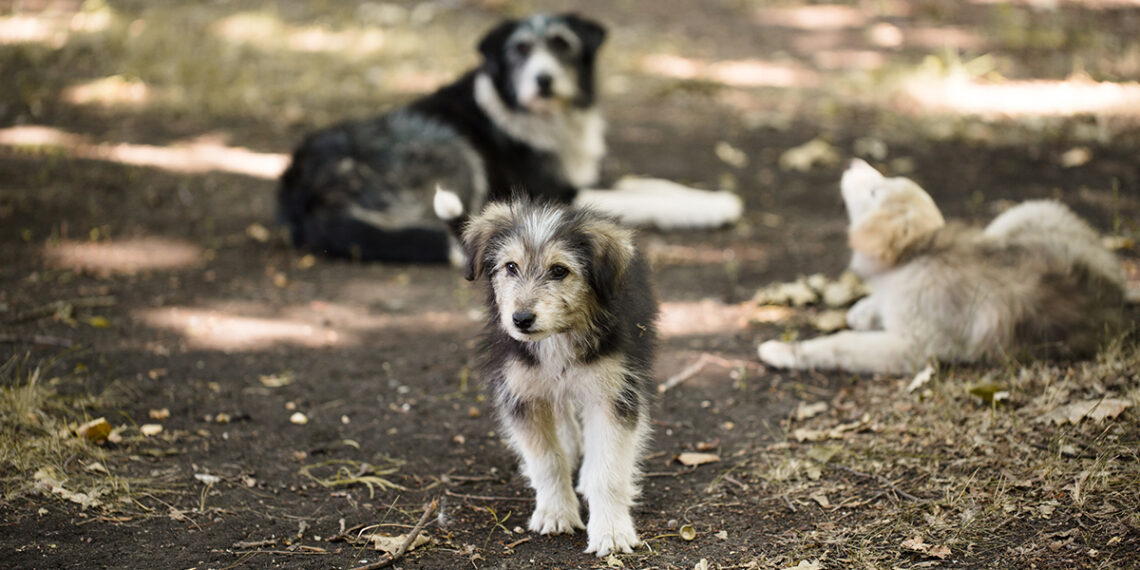Denise at Paws Rescuing Pups on the Northern Beaches and  Beyond