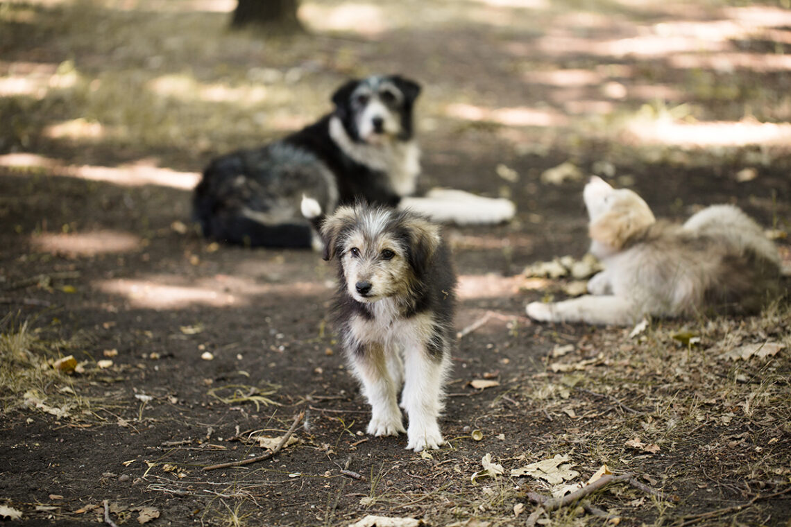 Denise at Paws Rescuing Pups on the Northern Beaches and Beyond