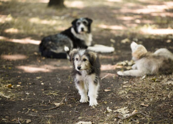 Denise at Paws Rescuing Pups on the Northern Beaches and  Beyond