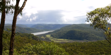 Hornsby Shire Faces Potential Shift in Tree Protection Policies