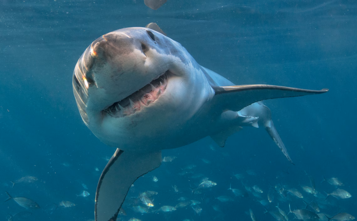 Shark Infested Waters