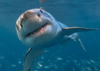 Shark Infested Waters