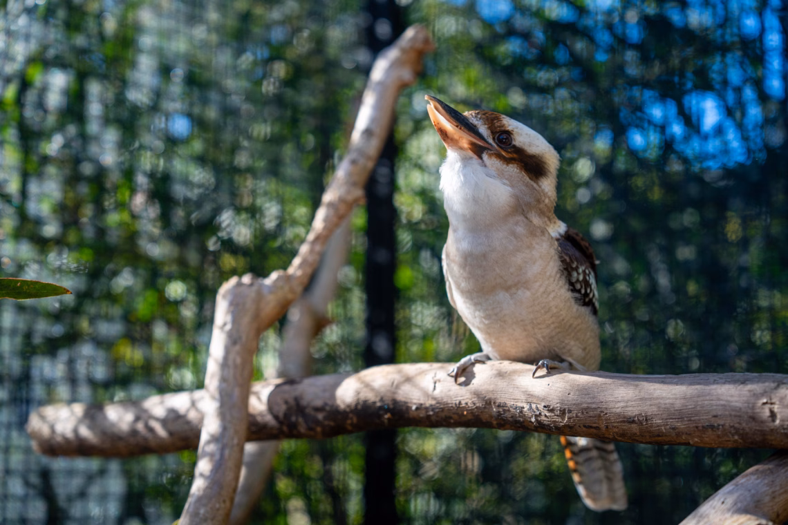 The Struggles and Vision of Hills Wildlife Sanctuary
