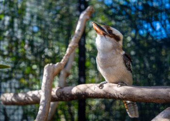 The Struggles and Vision of Hills Wildlife Sanctuary