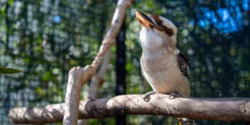 The Struggles and Vision of Hills Wildlife Sanctuary