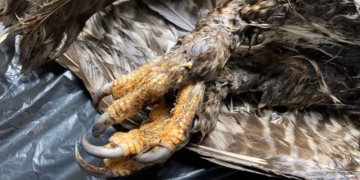 Rat Poison is Killing Local  Powerful Owls