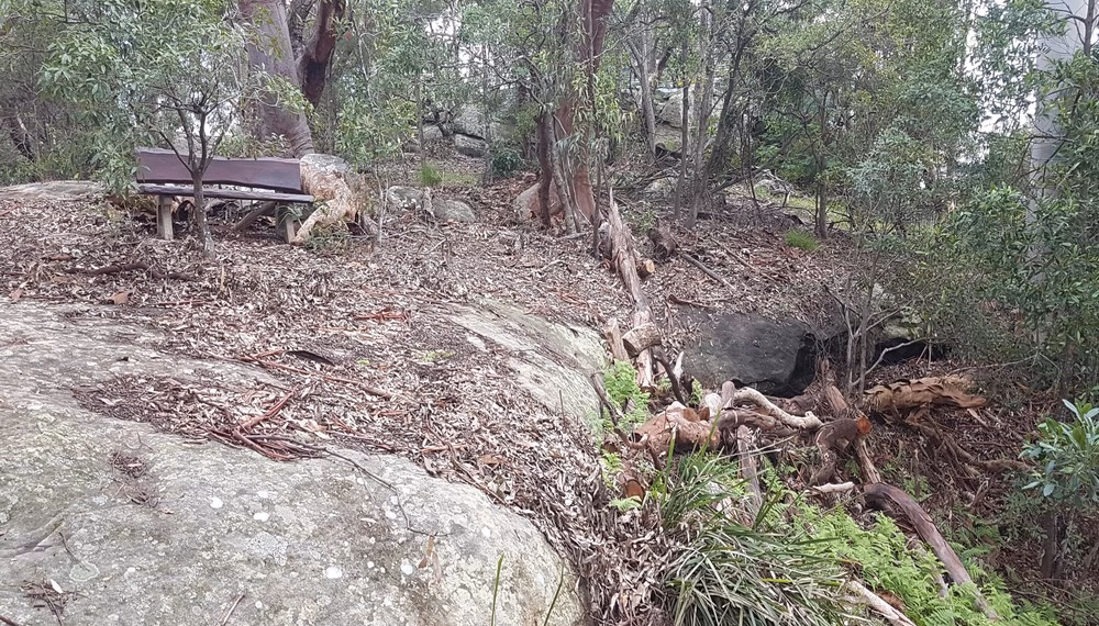 Castle Cove Tree Vandals