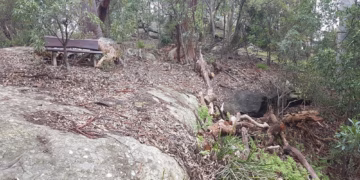 Castle Cove Tree Vandals