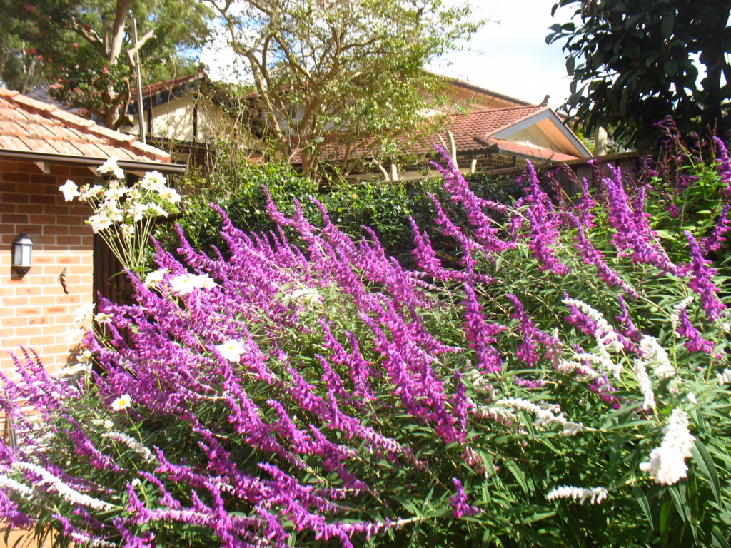 A purple flowering shrub in a garden.