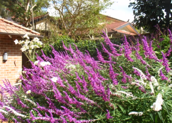 A purple flowering shrub in a garden.