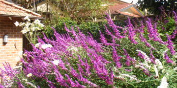 A purple flowering shrub in a garden.