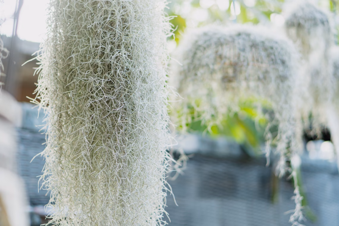 Close-up of hanging Spanish moss