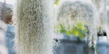 Spanish Moss Threatens Willoughby’s Tree Canopy