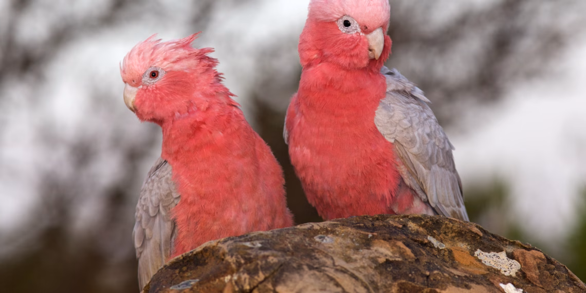 Aussie Bird Count returns 20–26 October – register now!