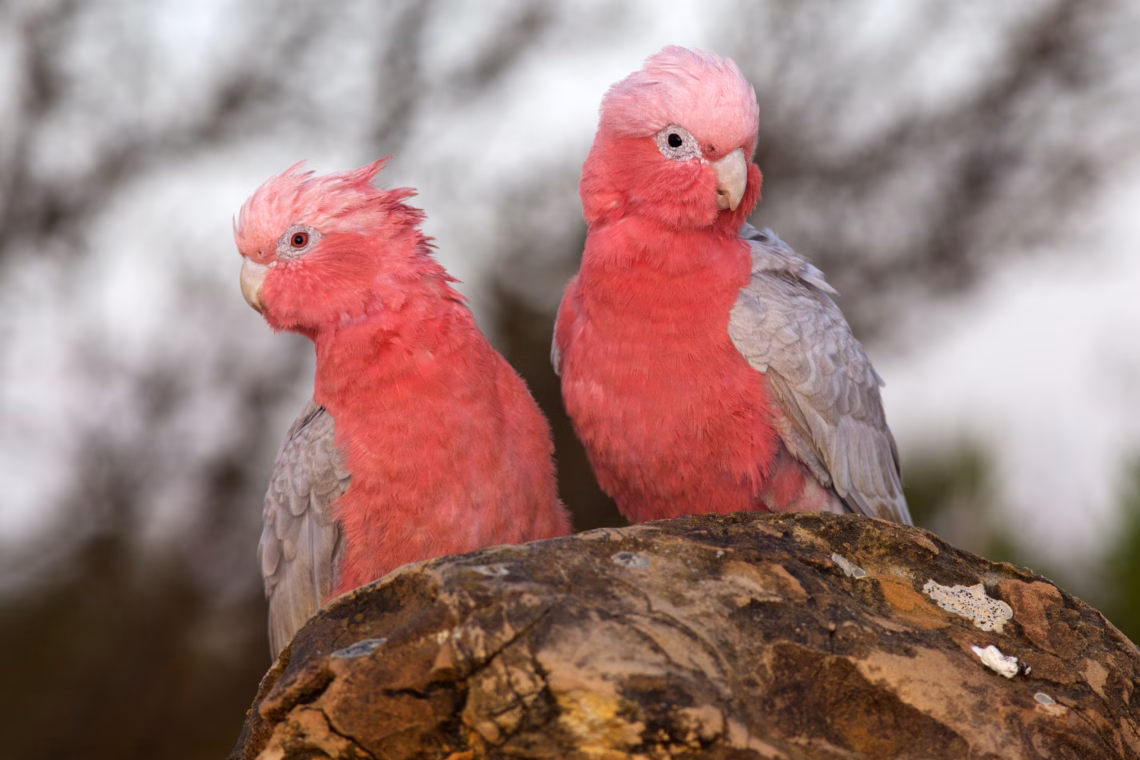 A pair of Galahs (a type of cockatoo) at The Pinnacles, Nambung National Park, Western Australia.