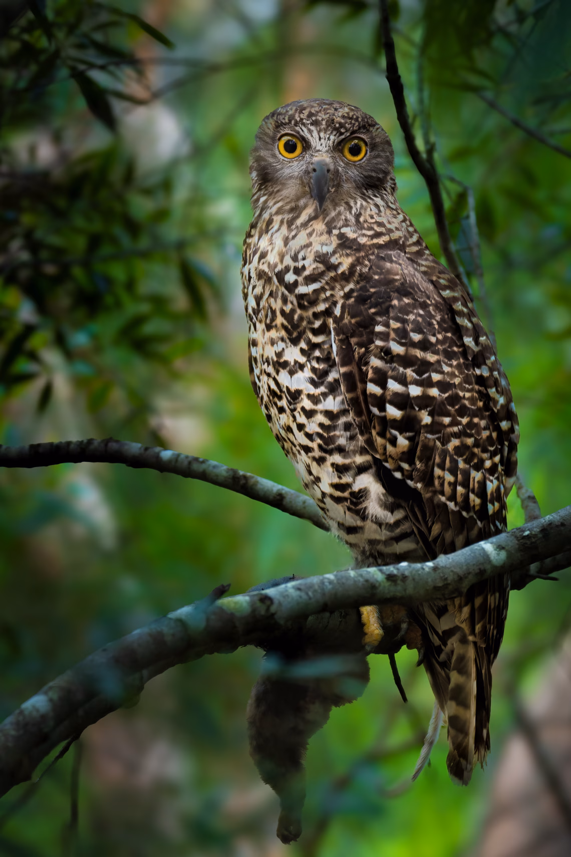 New Book in the ‘Mikey the  Powerful Owl’ Saga