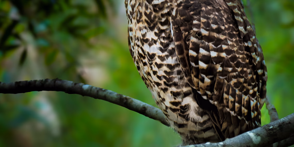New Book in the ‘Mikey the  Powerful Owl’ Saga