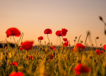 ANZAC Day 2026: Guide to Services in Hornsby, Berowra & Ku-ring-gai