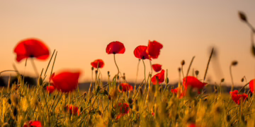 ANZAC Day 2026: Guide to Services in Hornsby, Berowra & Ku-ring-gai