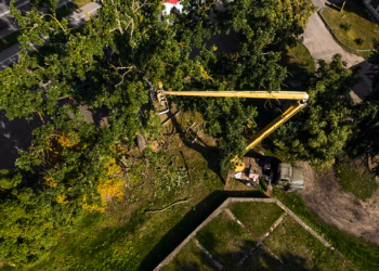 Owner Fined $10,000 For Cutting Down 24m Pine