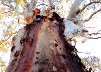 Ku-ring-gai Council Launches Iconic Tree Register