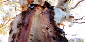 Ku-ring-gai Council Launches Iconic Tree Register
